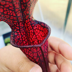 Meet your Posher, Savagegarden